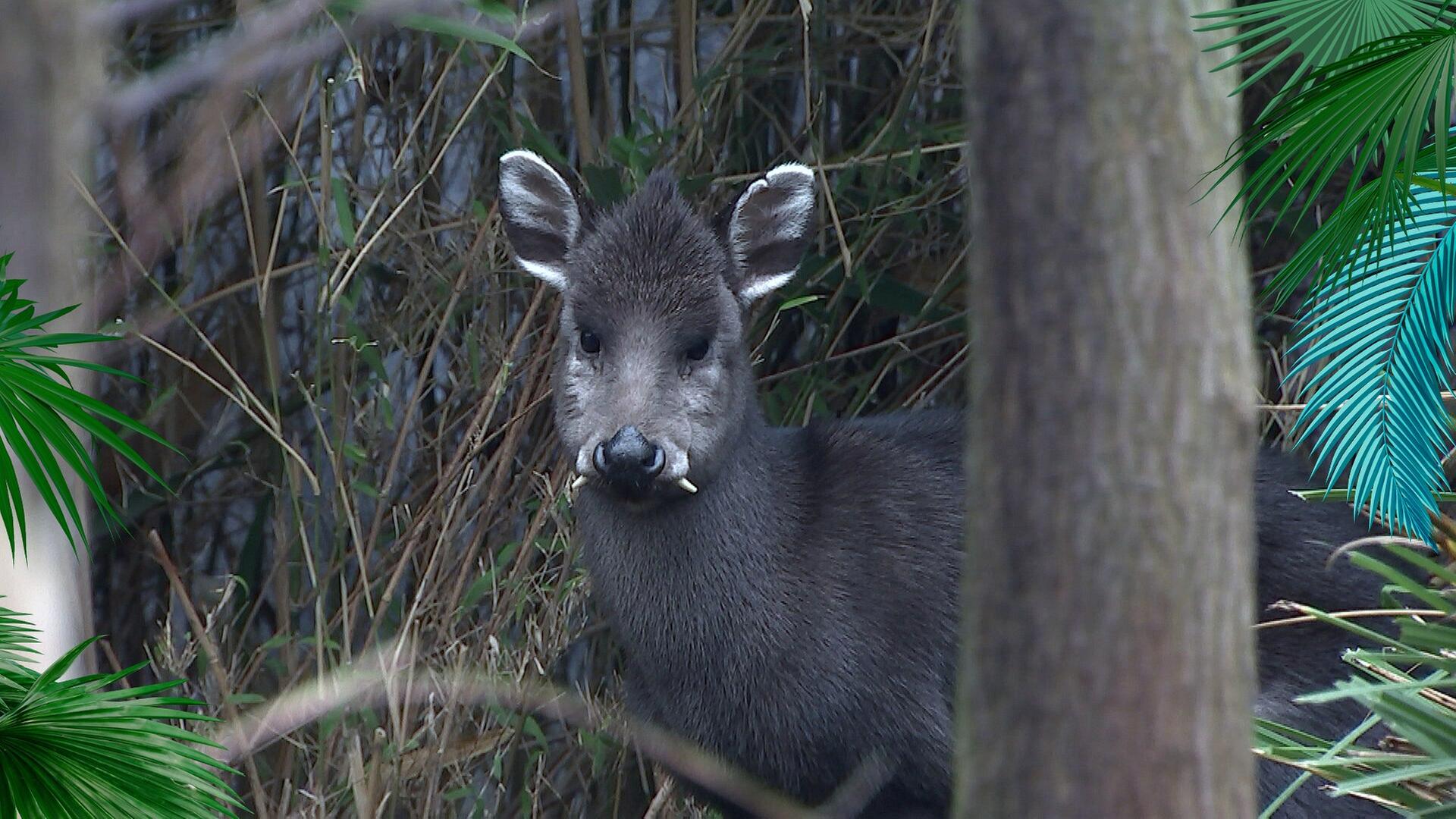 Janno, der neue Paul