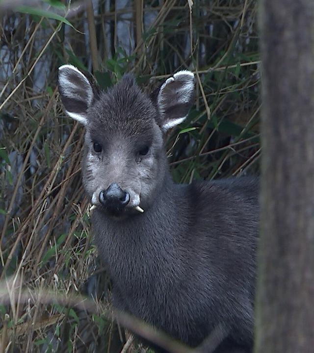 Janno, der neue Paul