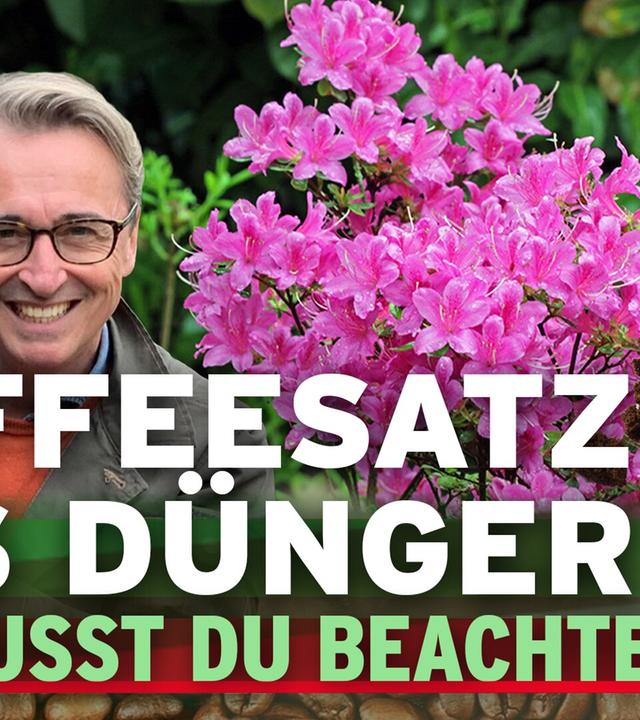 Kaffeesatz als Dünger