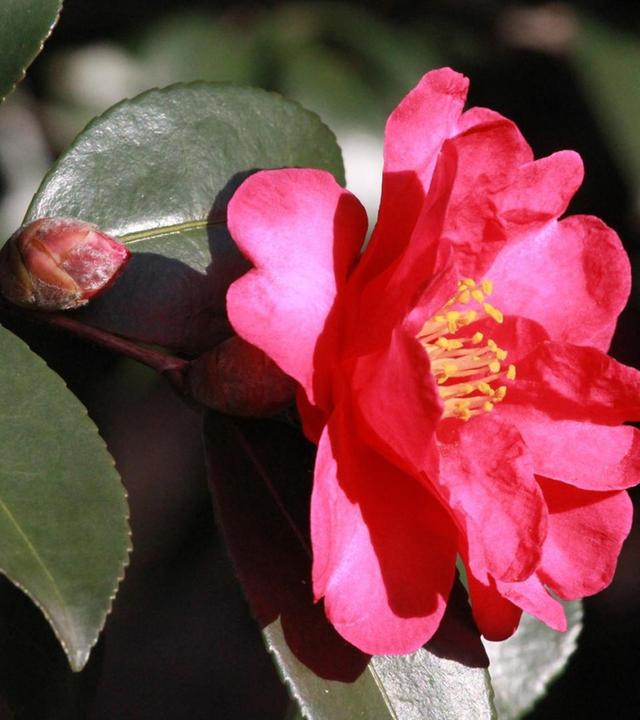 Kamelien im Haus, winterlicher Fruchtschmuck, Kaffee