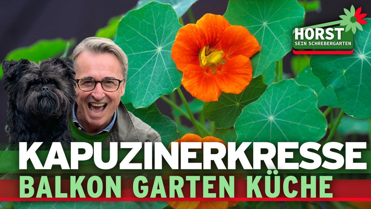 Kapuzinerkresse für Balkon, Garten, Küche
