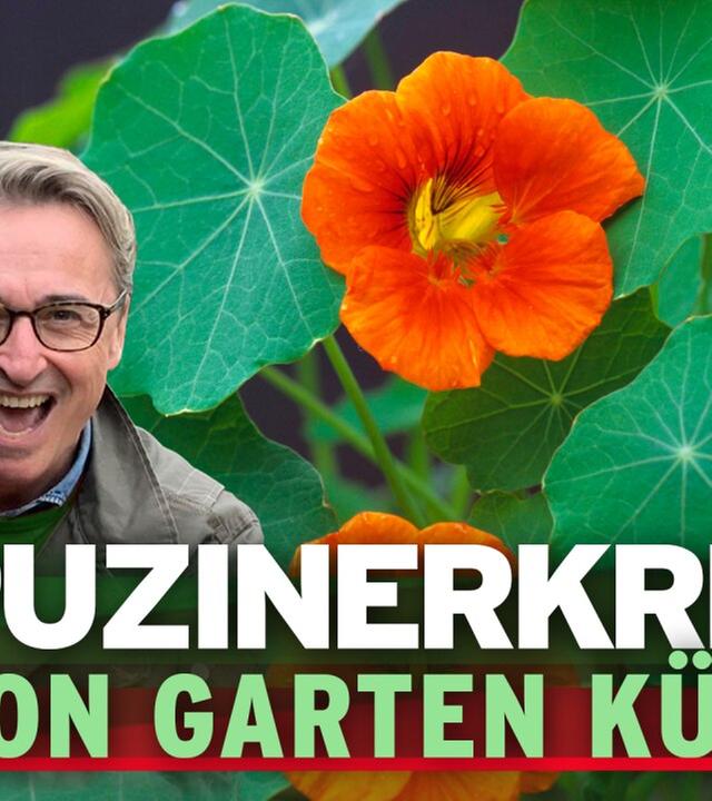 Kapuzinerkresse für Balkon, Garten, Küche