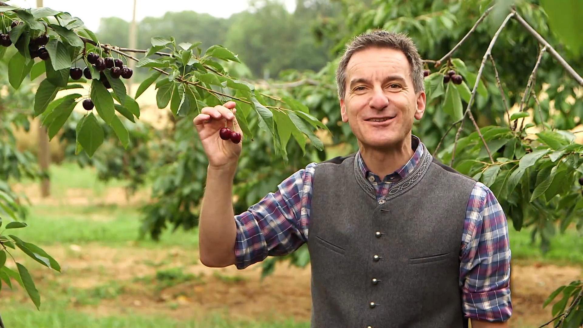 Kirschrezepte, Färben mit heimischen Pflanzen und mehr ...