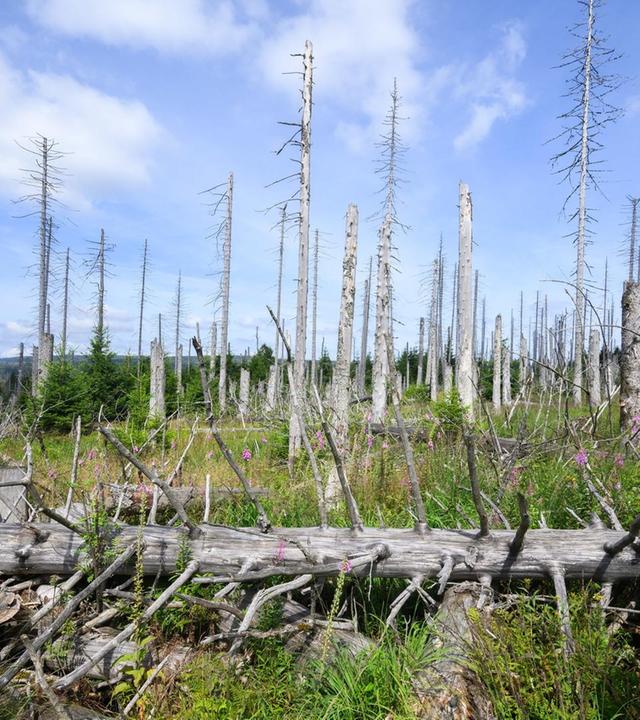 Klimawandel, Mountainbiker, Borkenkäfer: Welchen Schutz braucht der Wald?