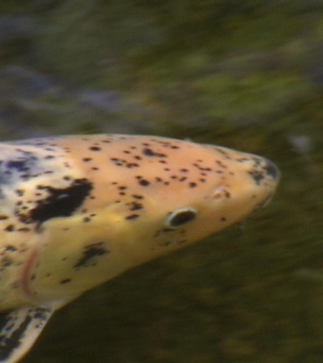 Knifflige Aufgaben für alle Beteiligten