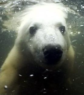 Knut macht Seepferdchen -