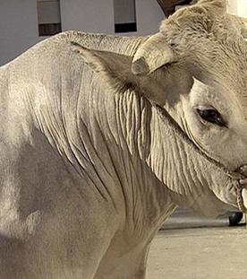 Kochgeschichten aus Italien - Das Fest der weißen Ochsen