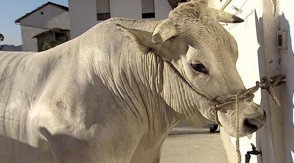 Kochgeschichten aus Italien - Das Fest der weißen Ochsen