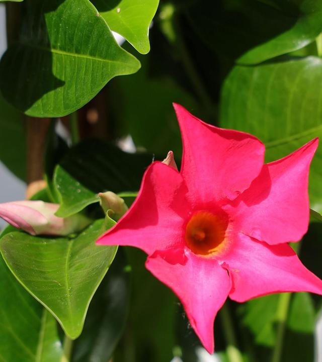 Kübelpflanzen einwintern auf Herrenchiemsee, Pflanzen mit Fruchtschmuck, Hagebutten