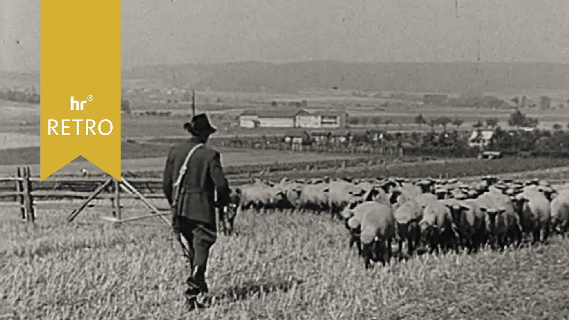 Leistungshüten der hessischen Schäfer