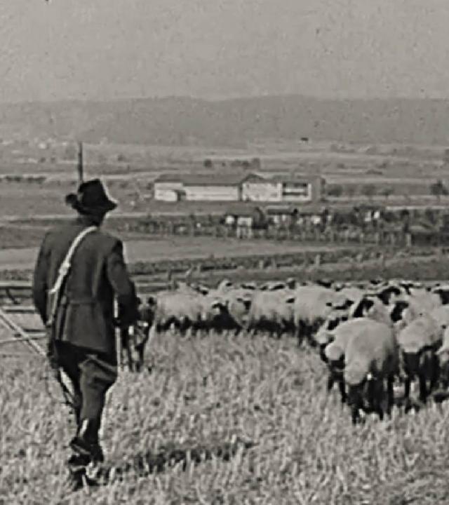 Leistungshüten der hessischen Schäfer