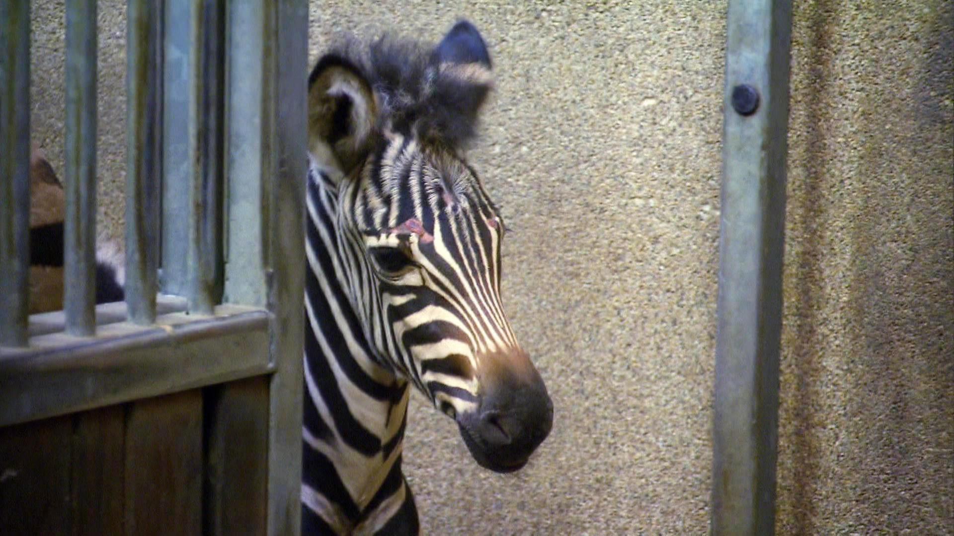 Leopard, Seebär & Co.