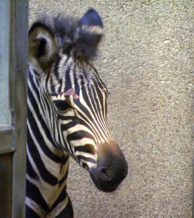 Leopard, Seebär & Co.