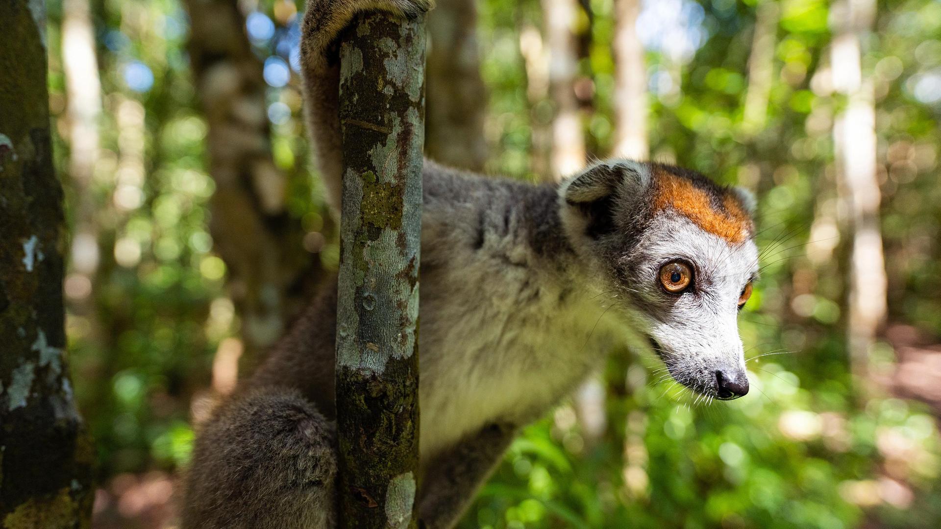 Madagaskar - Der achte Kontinent