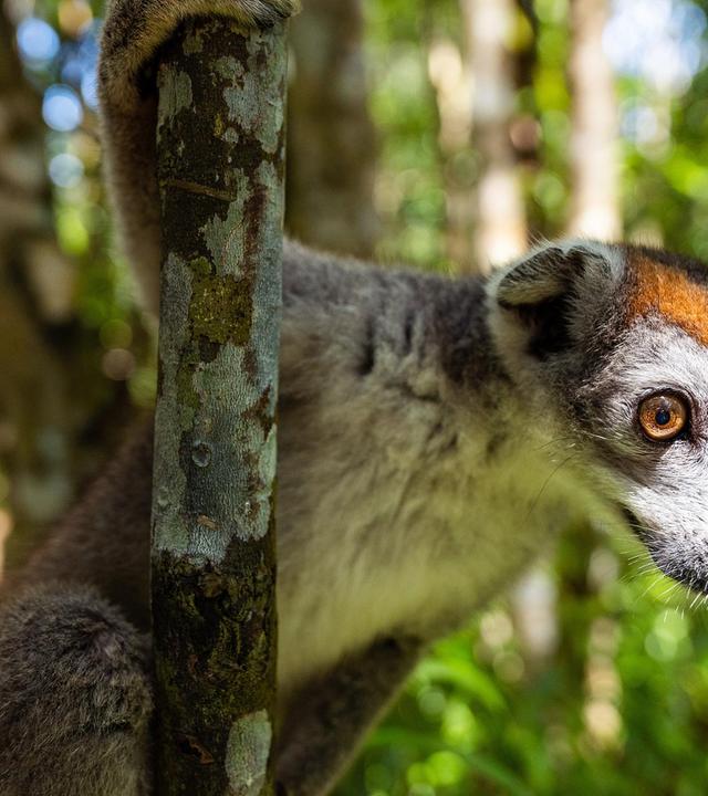 Madagaskar - Der achte Kontinent