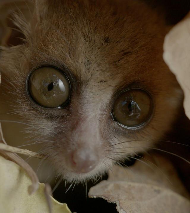 Madagaskar - Im Dschungelreich der Halbaffen (1/2)