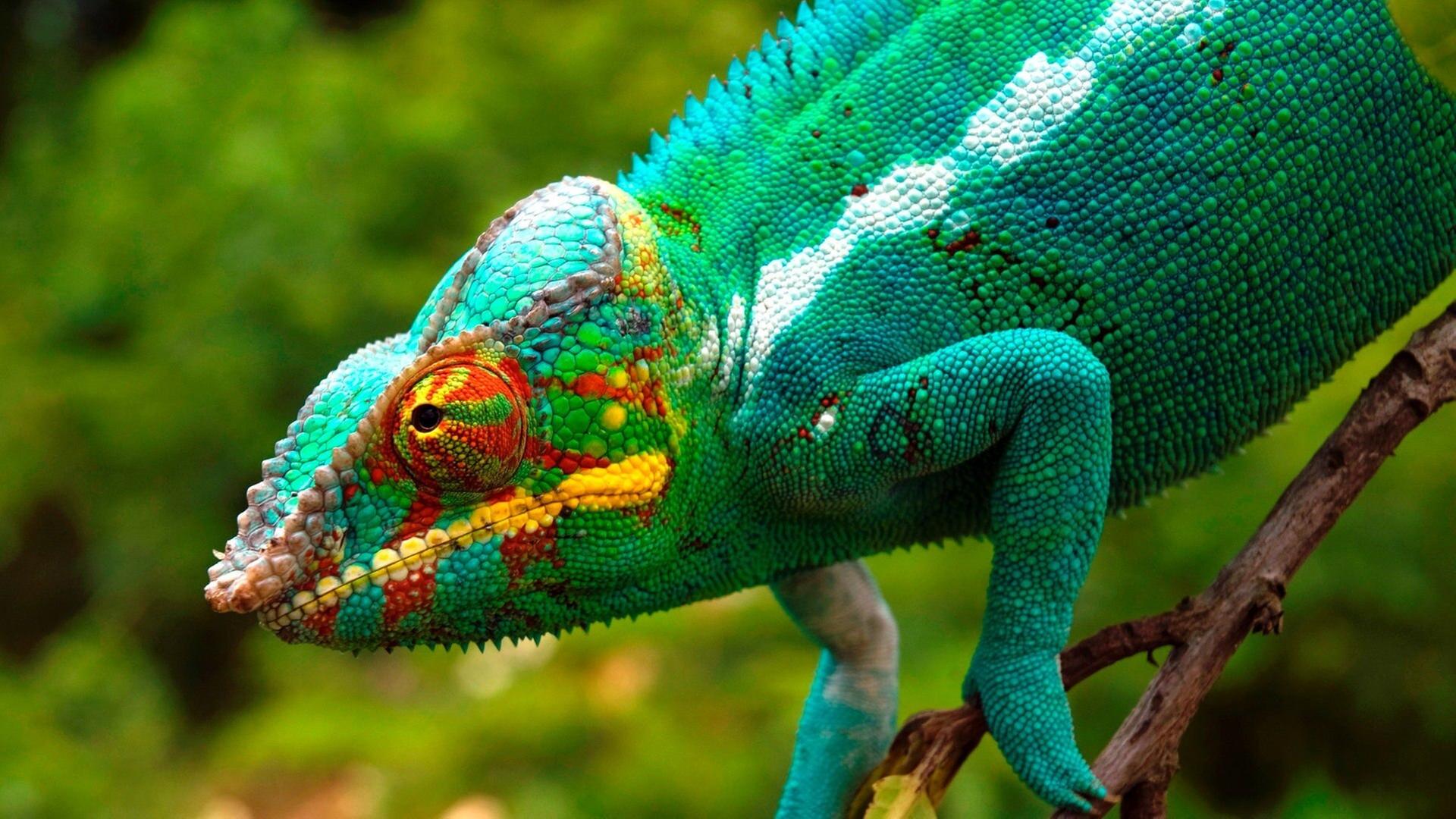 Madagaskar - Im Reich der kleinen Drachen (2/2)