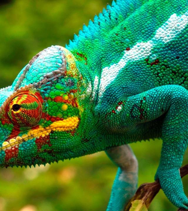 Madagaskar - Im Reich der kleinen Drachen (2/2)