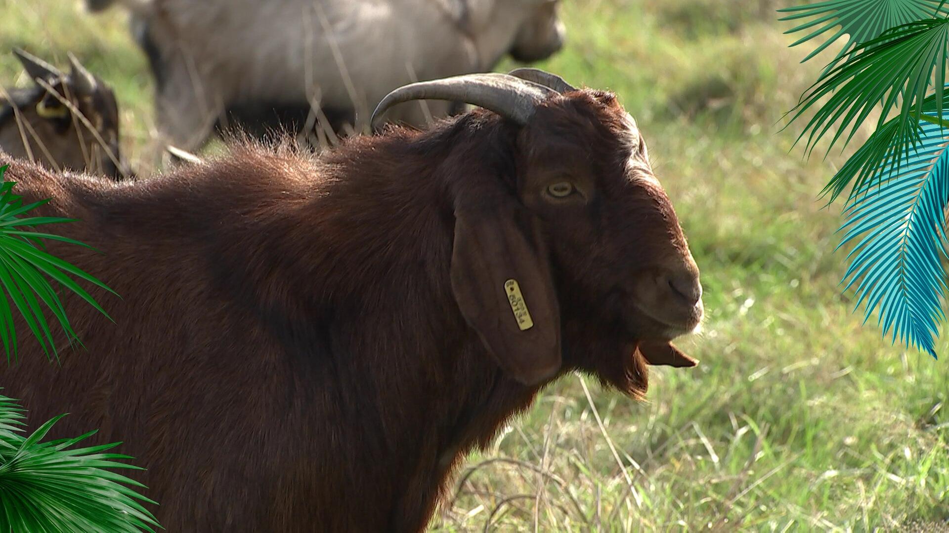 Männer, die auf Ziegen starren