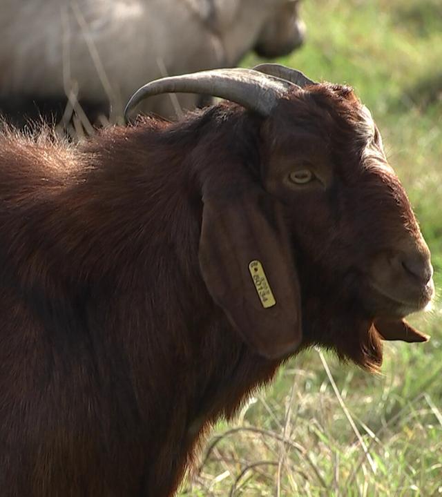 Männer, die auf Ziegen starren