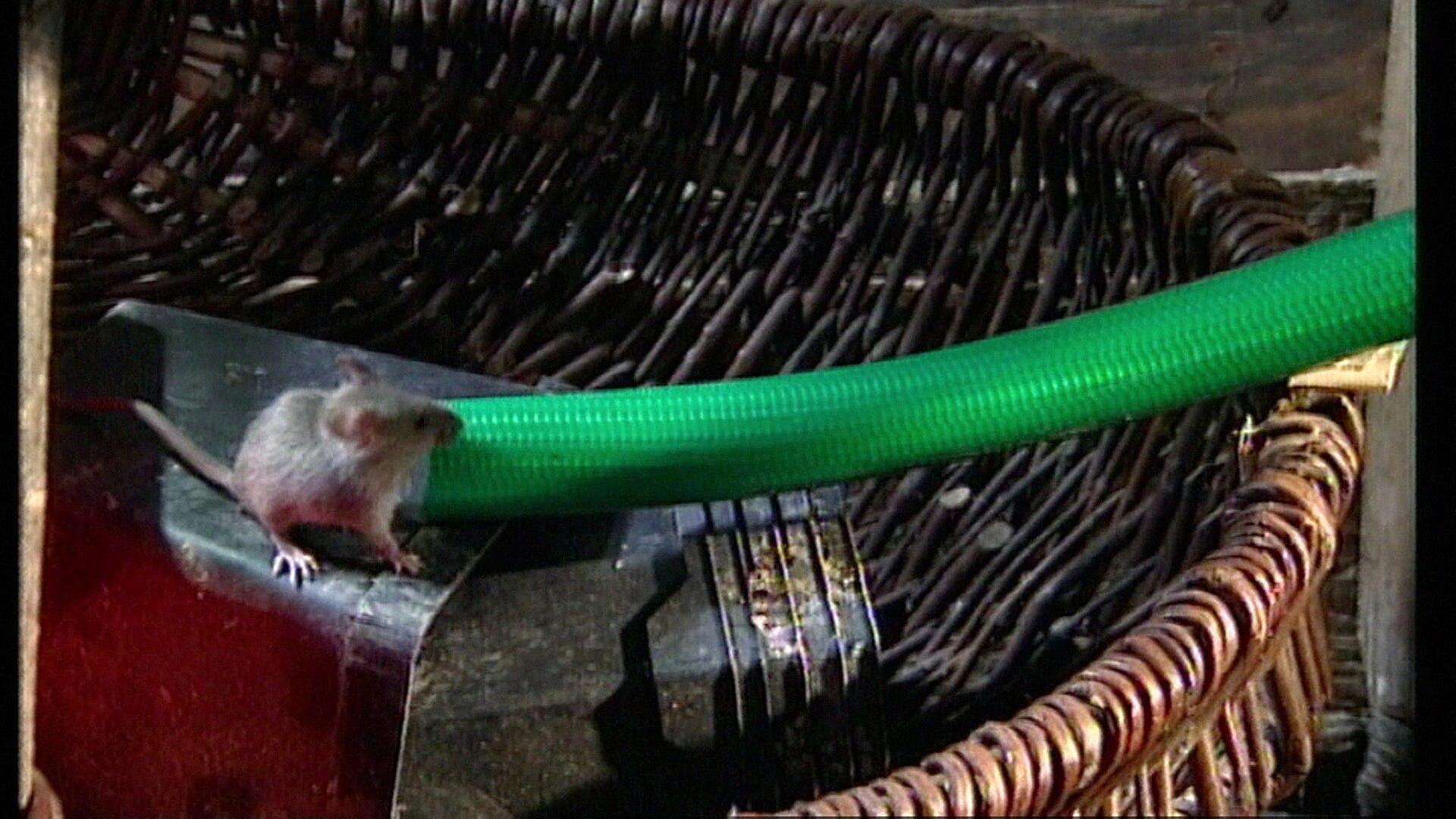 Mäuse und Menschen - Eine zwiespältige Beziehung