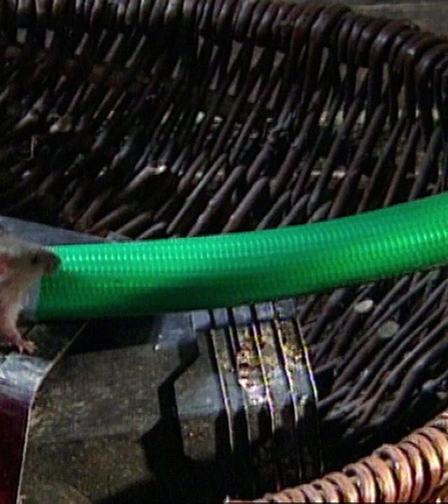 Mäuse und Menschen - Eine zwiespältige Beziehung