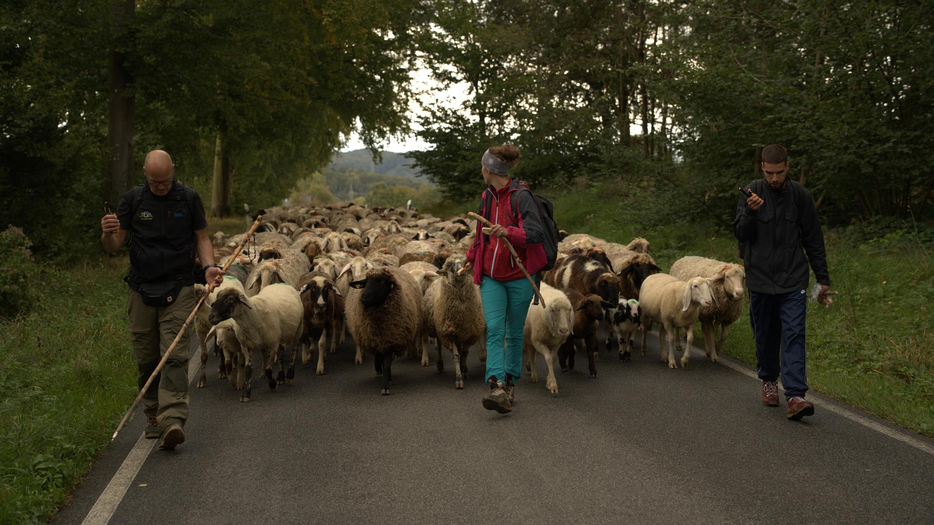 Manager lernen von Schafen
