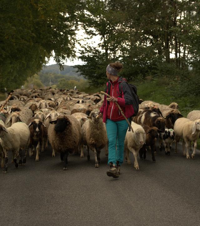 Manager lernen von Schafen