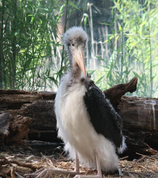 Marabu Bubu und die verstopfte Nase