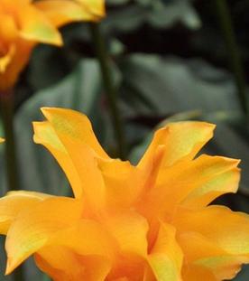 Maranten, Kamelie, Zierplanzen