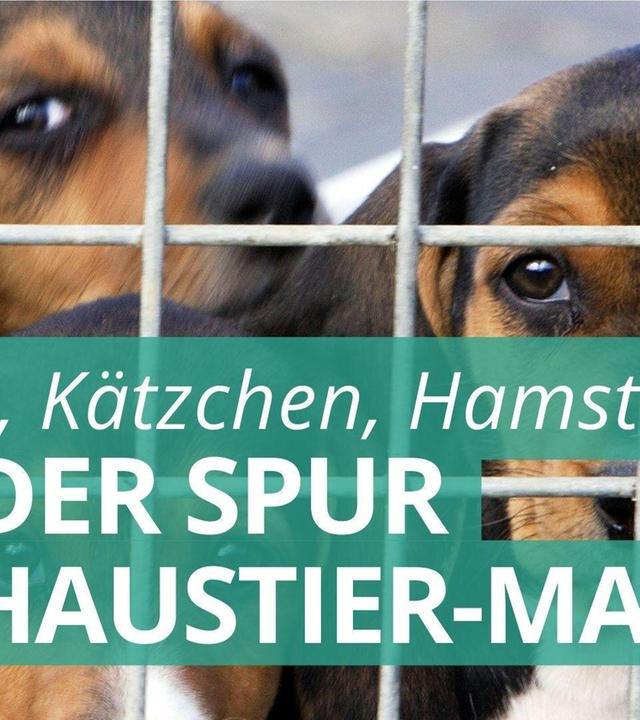 Marktcheck deckt auf: Das Geschäft mit unseren Haustieren