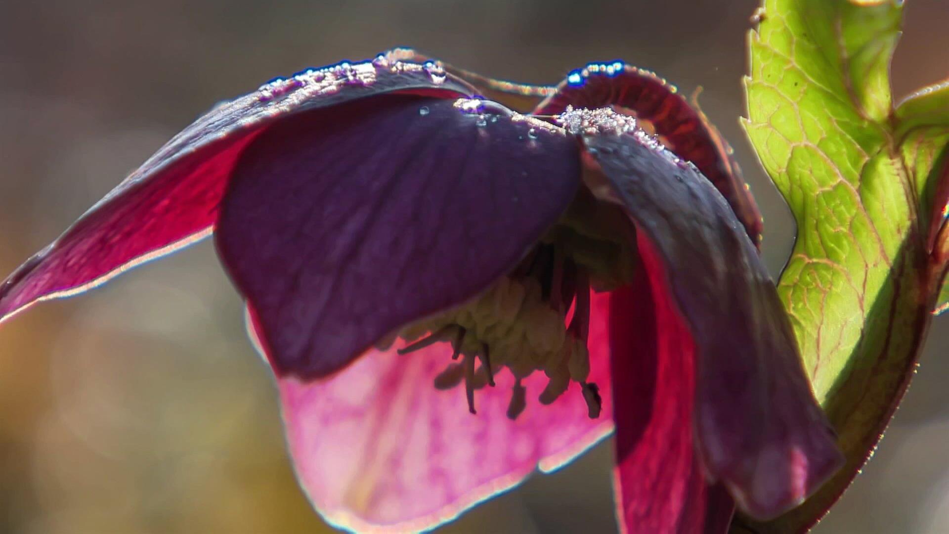 MDR Garten vom 13. Februar