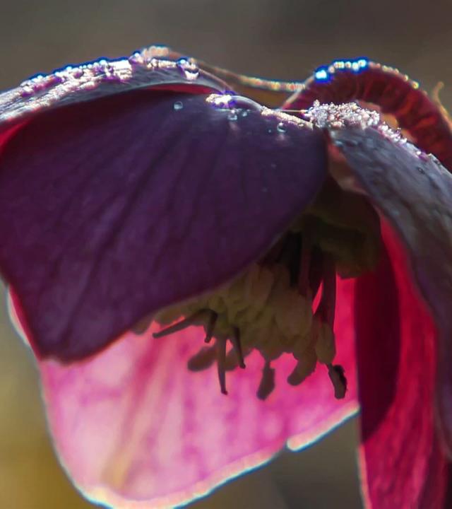 MDR Garten vom 13. Februar