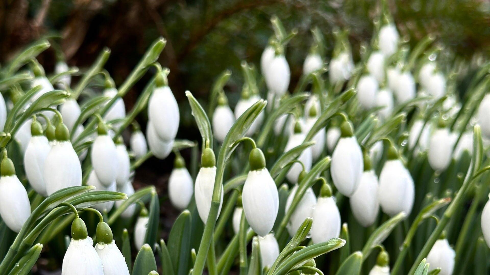 MDR Garten vom 20. Februar