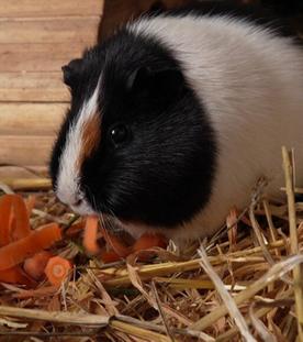 Meerschweinchen: Therapeut zum Kuscheln?