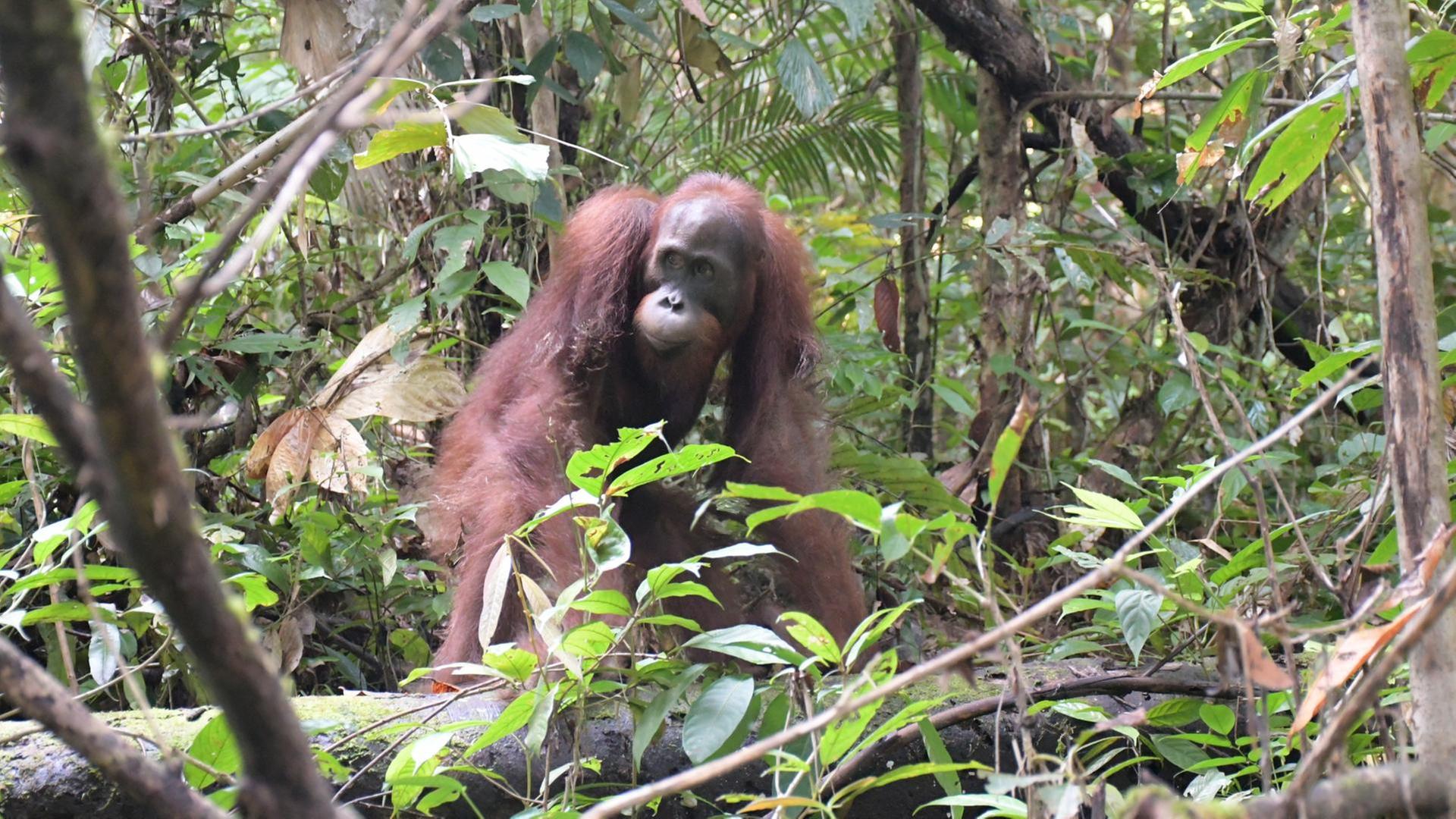 Menschenaffen und die weiße Flockenpracht