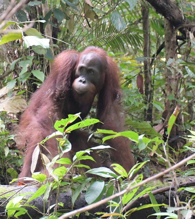 Menschenaffen und die weiße Flockenpracht