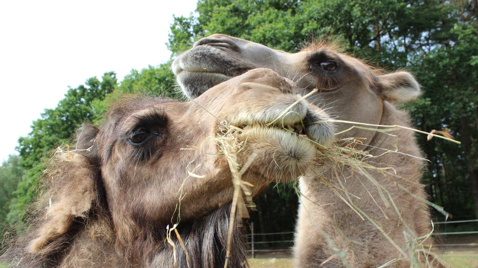 Milchklau bei den Kamelen