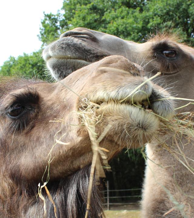 Milchklau bei den Kamelen