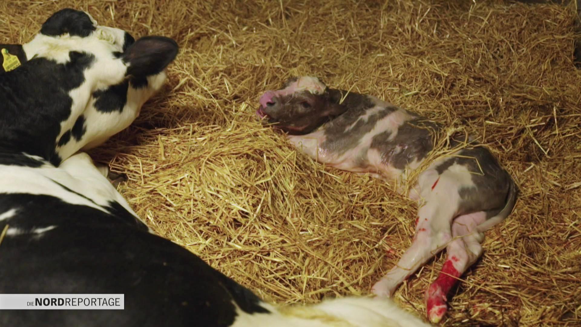 Mit dem Großtierarzt von Hof zu Hof