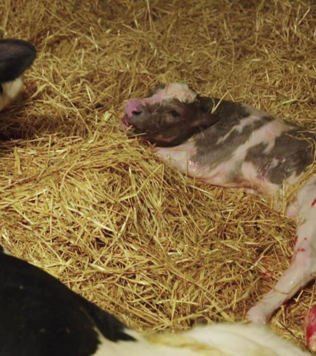 Mit dem Großtierarzt von Hof zu Hof