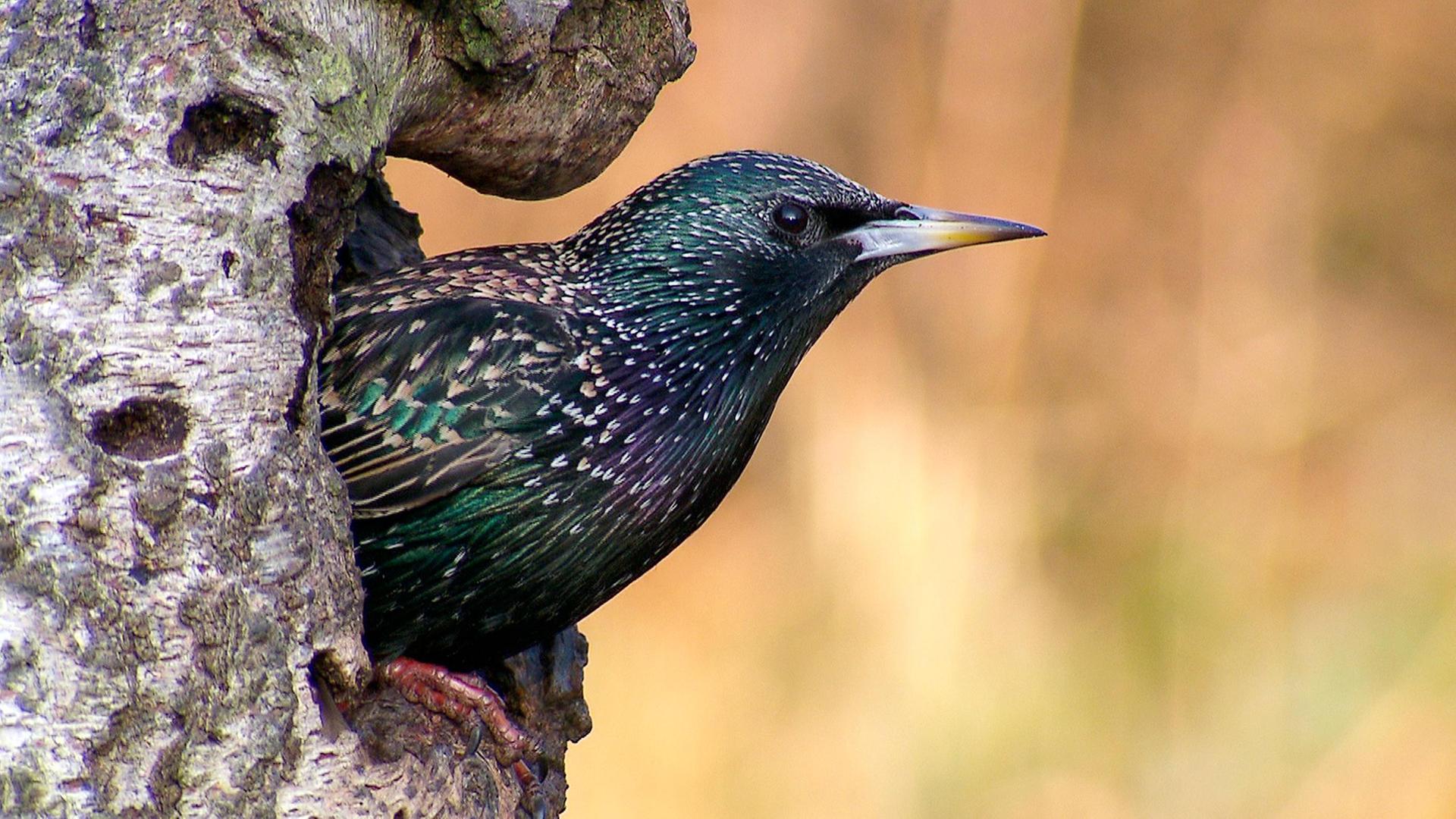 NaturNah: Tarnen, lauern, warten: Mit Tierfilmern unterwegs
