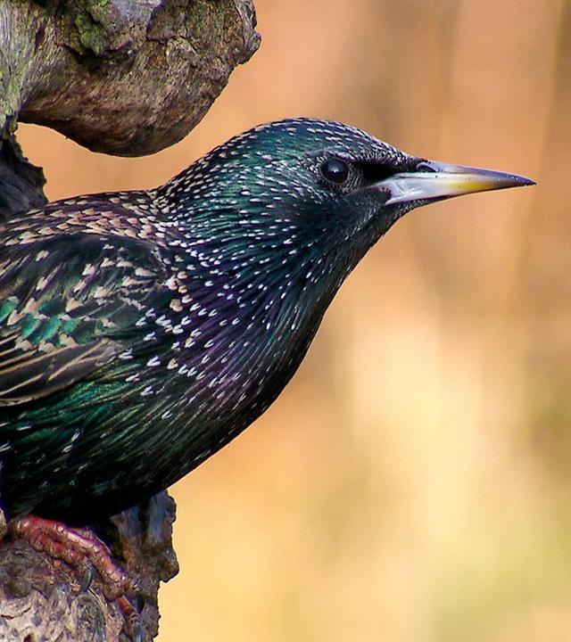 NaturNah: Tarnen, lauern, warten: Mit Tierfilmern unterwegs
