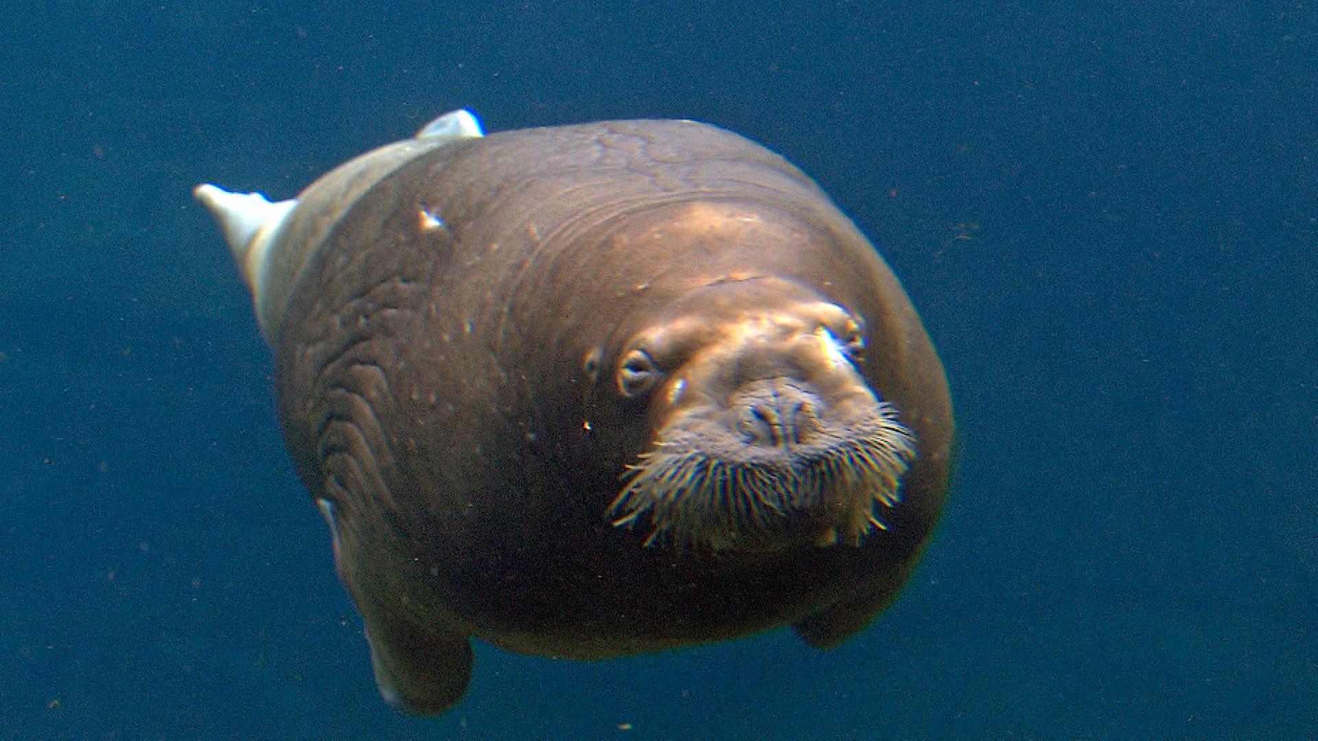 "Neseyka" soll lernen, wie ein Walross zu fressen