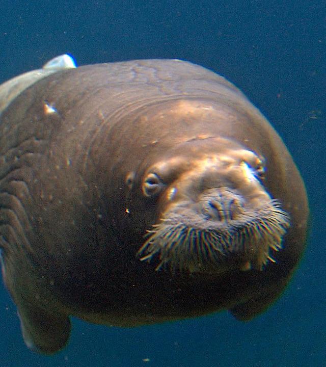 "Neseyka" soll lernen, wie ein Walross zu fressen