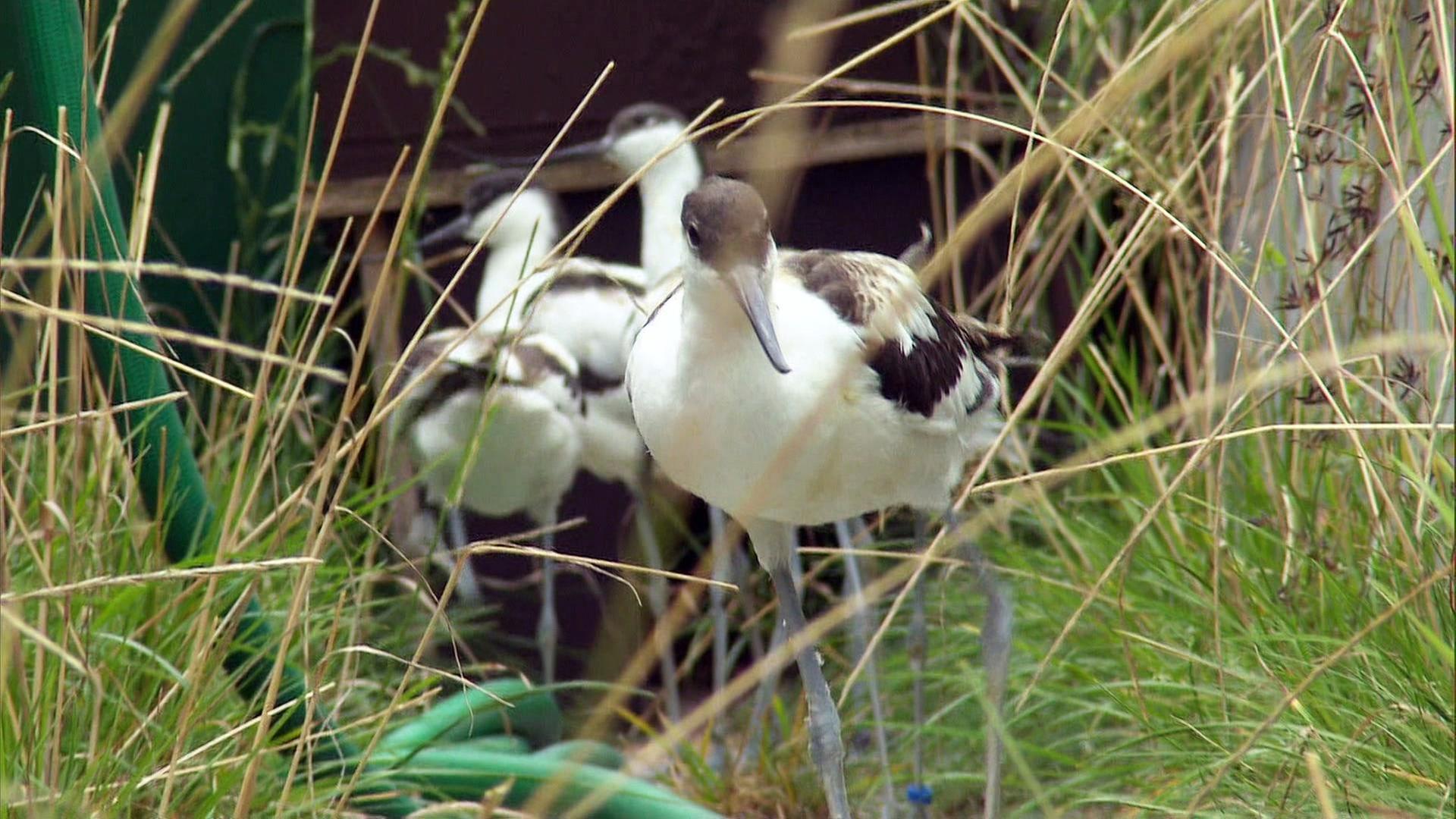Neue Bewohner für die Seevogelvoliere