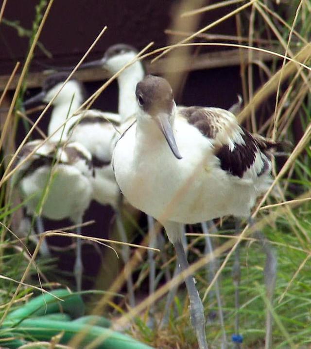 Neue Bewohner für die Seevogelvoliere