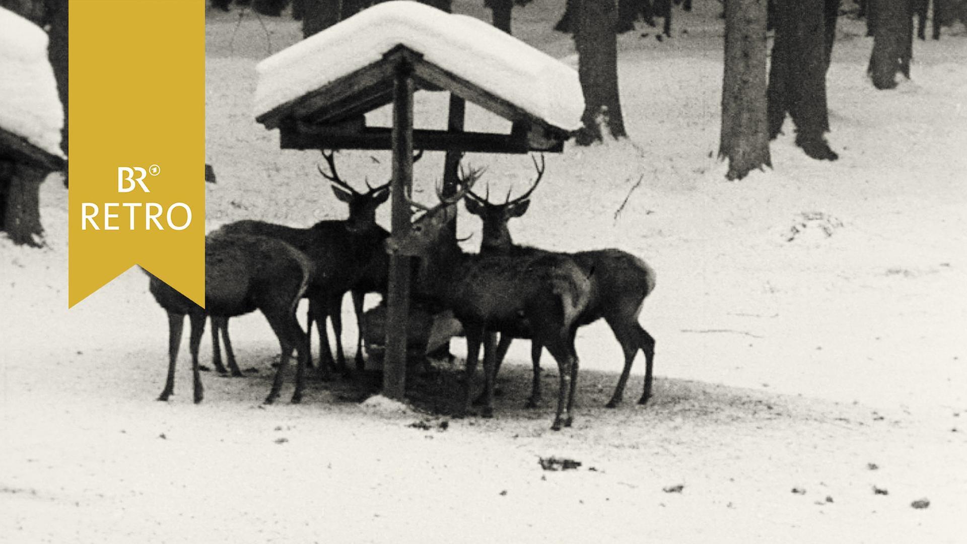 Neue Methoden der Wildfütterung 1963