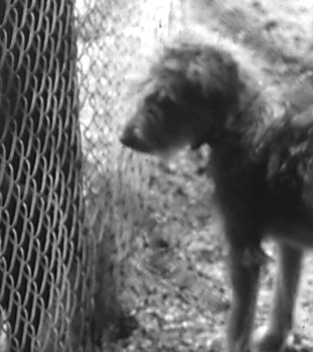 Neues Tierheim für viel Geld in Esslingen