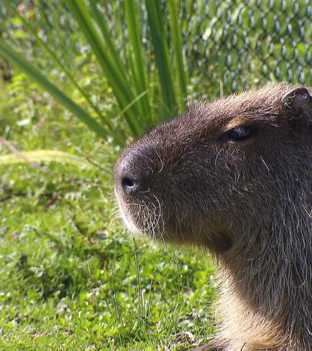 Neuzugang bei den Wasserschweinen